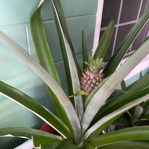 Meet your Posher, Aaliyah